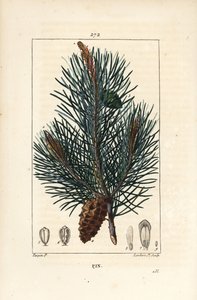 Scots Pine, Pinus sylvestris (from La Flore Medicale) by Pierre Jean Francois Turpin