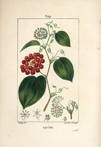 Chinese Smilax, Smilax China by Pierre Jean Francois Turpin