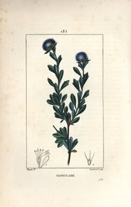 Variete of globular - Three tooth leaved globularia, Globularia fruticosa