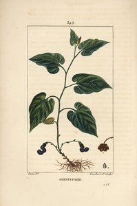 Virginia Snakeroot