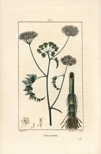 Water Hemlock, Oenanthe Aquatica by Pierre Jean Francois Turpin