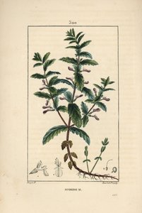 Water germandree - Water germander, Teucrium scordium, showing flower, leaf, stalk and roots
