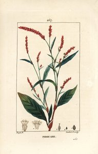 Water-Pepper, Persicaria hydropiper, with Flower, Stalk and Leaf