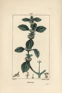 Common Horehound (from 