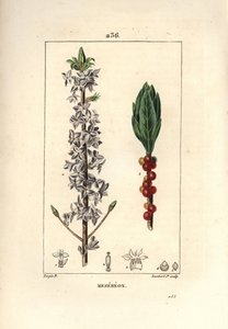 Mezereon, Daphne mezereum by Pierre Jean Francois Turpin