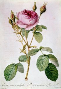 Rose Planche by Pierre Joseph Redoute