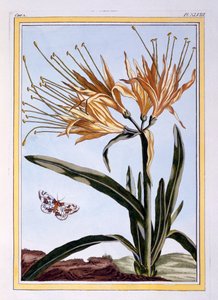 A Lily, pub. 1776