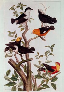 Birds on Branches by Pierre Joseph Buchoz