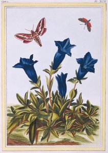 Blue Gentian Trumpet Flower