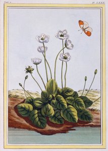Grass of Parnassus, pub. 1776