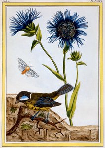 Cornflower (pub. 1776)