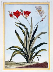 Cornlily, pub. 1776