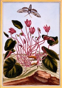 Cyclamen, pub. 1776 by Pierre Joseph Buchoz