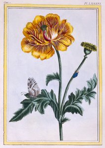 Double Creeping Buttercup