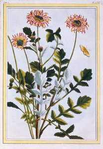 Ethiopian Arcotis (African Lily)