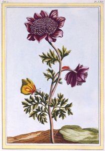 Garden Anemone Windflower, pub. 1776