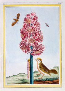 Hyacinth, c.1766