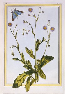 Canadian Fleabane, pub. 1776