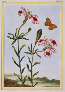 The Spotted Flower of the Incas (Peruvian Lily)