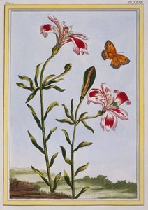The Spotted Flower of the Incas (Peruvian Lily), published 1776