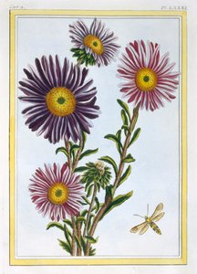 La Reine Marguerite Aster, pub. 1776