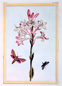The Tuberose