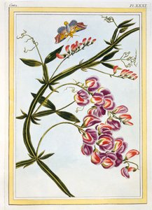 Le Grand Lathyre Everlasting Sweet Pea