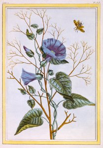 Le Grand Liseron Violet Convovlus