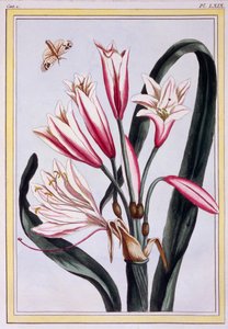 Long Leaved Amaryllis, pub. 1776