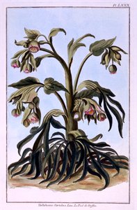 Stinking Hellebore