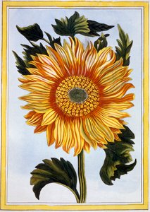 Sunflower by Pierre Joseph Buchoz