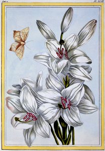 The Great White Lily