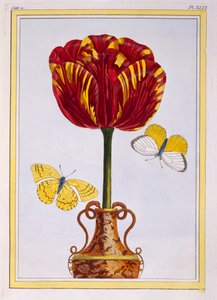 Tulip 