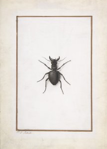 A Stag Beetle by Pierre Joseph Redouté