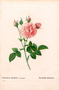 Agathe Royale rose, Rosa gallica variety by Pierre Joseph Redouté