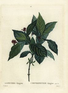 Alpine honeysuckle, Lonicera alpigena. Handcoloured stipple engraving by Du Ruisseau after an illustration by Pierre-Joseph Redoute from Henri Louis Duhamel du Monceau