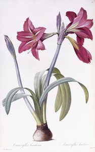 Amaryllis Brasiliensis
