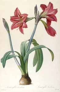 Brazilian Amaryllis