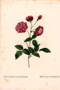Animating China rose, Rosa chinensis hybrid by Pierre Joseph Redouté