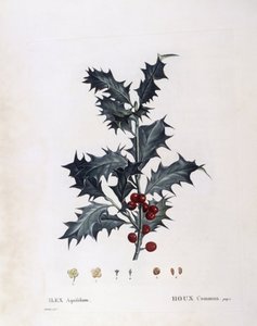 Aquifoliaceae - European Holly (Ilex aquifolium). (botanical plate)