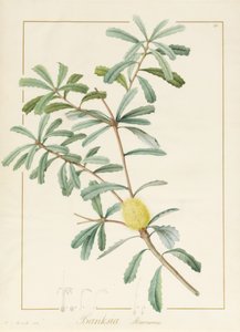 Banksia Marcescens