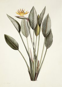 Bird of Paradise