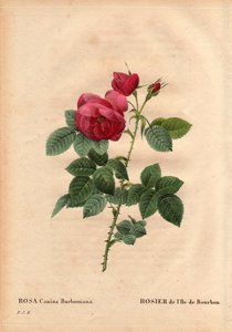 Botanical Board, Flower, Rose Variety: Bourbon Island Rose (Rosa Canina Burbonia). Cultivated in 1821 in the Gardens of Neuilly, France by Monsieur Jacques with Seeds from the Island of Bourbon. In 