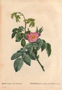 Botanical Board, Flower, Rose Variety: Hairy Rose with the Smell of Terebenthine by Pierre Joseph Redouté