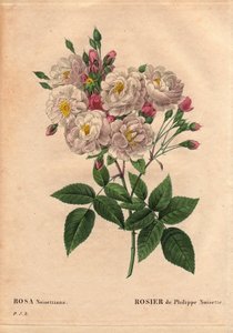 Botanical Board, Flower, Rose Variety: Rose of Philippe hazelnut (Rosa noisettiana). Hybrid species of rose moschata chinensis grown in the United States by John Champney and introduced to France by Philippe Noisette in 1814. In 