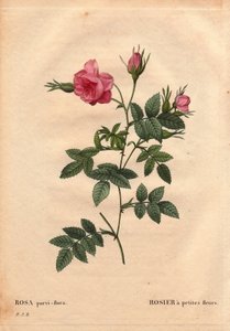 Botanical Board, Flower, Rose Variety: Rose with small flowers (Rosa parvi-flora) from North America. In 