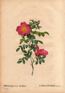 Botanical Board, Flower, Rose Variety: The Cherry Eglantier by Pierre Joseph Redouté