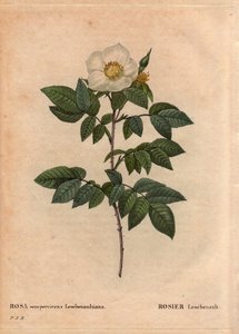 Botanical Board, Flower, Rose Variety: The Leschenault rose (Rosa sempervirens Leschenaultiana). Discovered by Monsieur Leschenault on the Nilgiri (or Nilagiri or Nilgiris) also called Blue Mountains of India. In the Tamil Nadu region, before 1824. In 