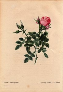 Botanical Board, Flower, Rose Variety: The Little Four Seasons. In Latin: Rosa Bifera Pumila, Cultivated by Monsieur Noel, Paris, France, before 1824. In 
