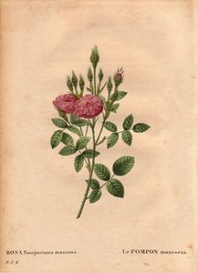 The sparkling pompon kind of Rose de Meaux (Rosa Pomponiana muscosa) by Pierre Joseph Redouté